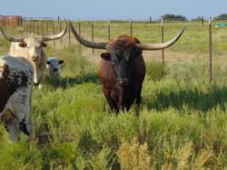 Longhorn Bulls