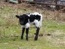 Minature Longhorn Calves