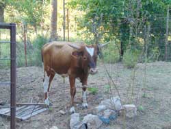 Minature Longhorn Bulls