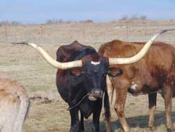 Longhorn Cows