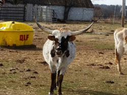 Longhorn Heifers