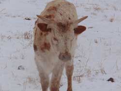 Longhorn Calves