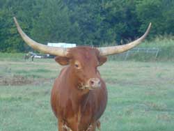 Longhorn Steers