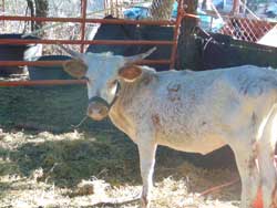 Minature Longhorn Heifers