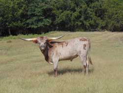 Minature Longhorn Steers